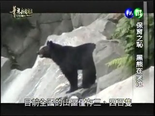 保育之恥 黑熊在哭泣