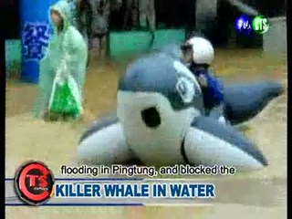 Killer Whale in Water