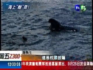 領航鯨洄游花東 數量驚人!