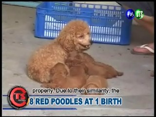 8 Red Poodles at 1 Birth