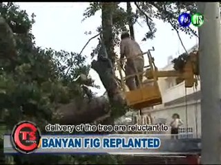 Banyan Fig Replanted