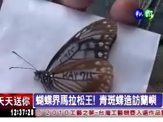 日本飛1000公里 青斑蝶造訪蘭嶼