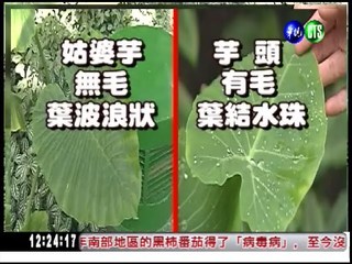 誤食毒姑婆芋 舌頭麻腫像中風