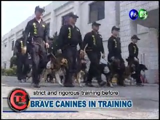 Brave Canines in Training