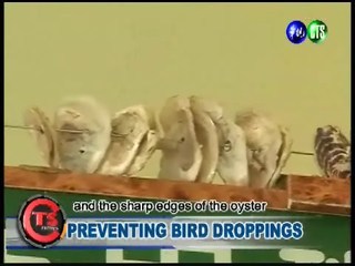 Preventing Bird Droppings