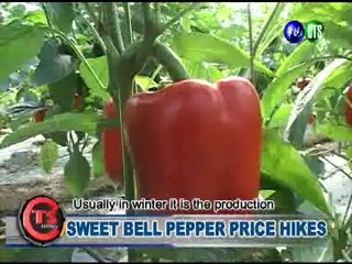 Sweet Bell Pepper Price Hikes