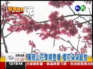 梅.櫻齊綻放 陽明山"花"現美麗