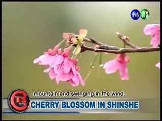 CHERRY BLOSSOM IN SHINSHE