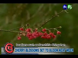 CHERRY BLOSSOMS SET TO BLOOM NEXT WEEK