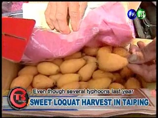 SWEET LOQUAT HARVEST IN TAIPING