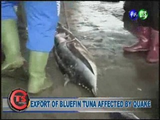 EXPORT OF BLUEFIN TUNA AFFECTED BY QUAKE