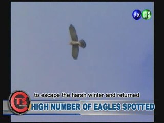 HIGH NUMBER OF EAGLES SPOTTED