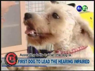FIRST DOG TO LEAD THE HEARING IMPAIRED