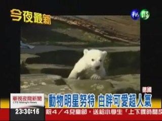 北極熊努特之死... 腦炎腫脹淹死
