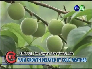 PLUM GROWTH DELAYED BY COLD WEATHER