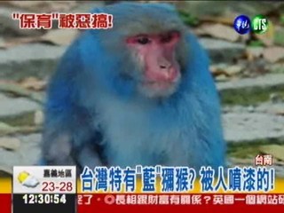 台灣"藍"獼猴? 保育被惡搞!