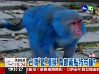 保育遭惡搞! 台灣獼猴變藍色