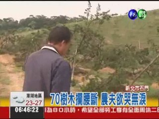 珍貴樹木遭砍 農夫損失4百萬