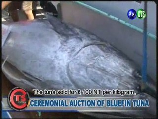 CEREMONIAL AUCTION OF BLUEFIN TUNA IN PINGTUNG