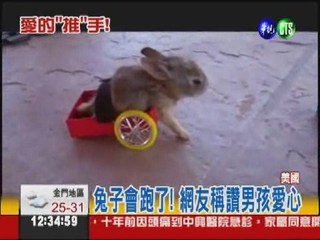 兔寶寶癱瘓 好心男孩做輪椅
