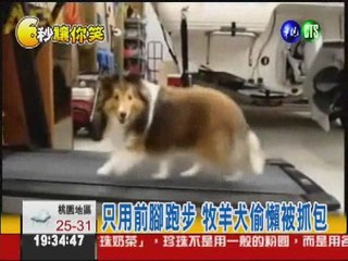 跑步"跑半套"! 偷懶牧羊犬暴紅