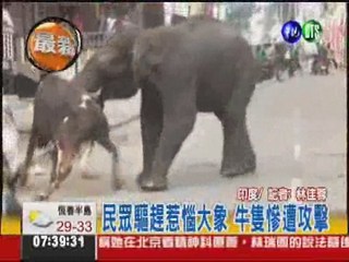 印度大象闖鬧區 踩死1人釀悲劇