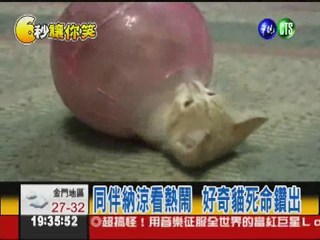 好奇貓鑽球受困  無情貓見死不救