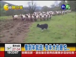 看到羊就逃! 牧羊犬的最怕