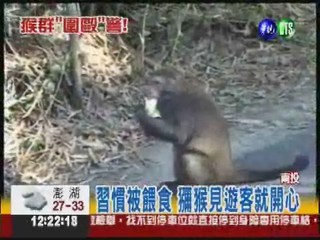 台灣獼猴會記恨! 猴王率襲警