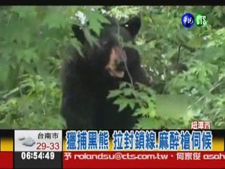 黑熊千里找伴侶 屢被射鏢還不怕