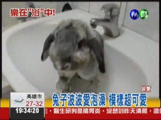 洗澡像被點穴 兔子波波超可愛