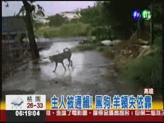 主人被通緝 黑狗屋外淋雨3天