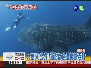拍大鯨鯊特寫 生態學家險遭吞