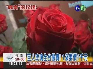 百貨董娘賣花 155cm長玫瑰價1千!