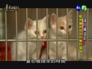 達人嬉遊記(四)：動物醫院收容的眷村貓咪