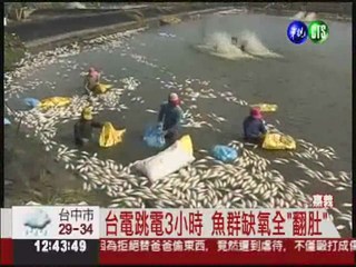 跳電害魚群死光 漁民損失5千萬