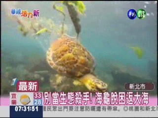 保育龜受困險喪命 潛水客搶救