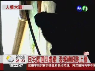 狡猾潑猴大鬧社區 20多童追捕!