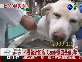 捐血狗Candy過世 牠救活300狗命!