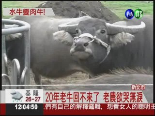 寵物水牛被偷殺 老農日夜難眠