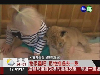 澳洲兩歲女娃 活獅子當玩偶!