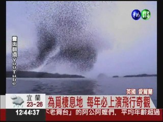 百萬椋鳥飛舞秀 為過冬尋棲息地