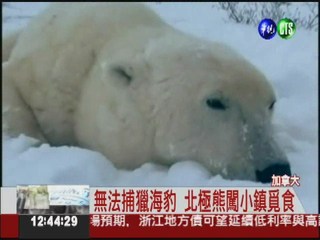 地球暖化惹禍 北極熊闖小鎮覓食