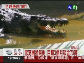 全球最大! 鱷魚長6.4米破千公斤