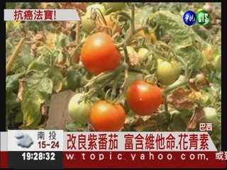 紫番茄富含花青素 號稱可抗癌
