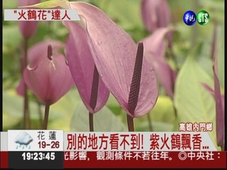 內門"花王"獨門栽培 紫火鶴飄香!