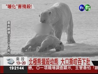 生態大衝擊! 北極熊餓壞獵殺幼熊