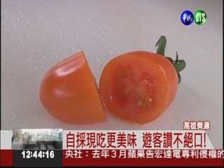 美濃小番茄產季 採果嚐鮮正對時