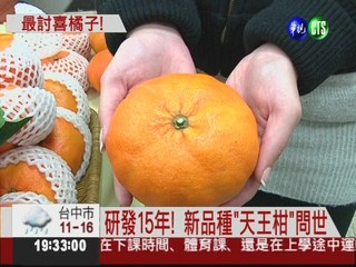 橘子界巨無霸! "天王柑"大2.5倍