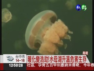 暖化危害水母生存 帛琉求助國際
